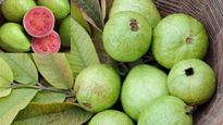 Guava: కట్ చేయకుండానే జామకాయ మంచిదో కాదో ఇలా తెలుసుకోండి..ఎరుపు,తెలుపు మధ్య తేడా ఇదే