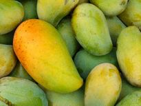 മാങ്ങ തിന്നാല്‍ ആരോഗ്യം നന്നാവും
