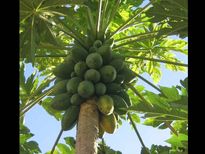 പച്ചപ്പപ്പായയുടെ ആരോഗ്യഗുണങ്ങള്‍