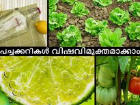 പച്ചക്കറികള്‍ വിഷവിമുക്തമാക്കാം