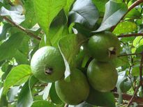 പേരയിലയുടെ അത്ഭുത ഗുണങ്ങള്‍ !