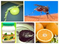 ഡെങ്കിപ്പനി തടയാന്‍ വീട്ടുമരുന്നുകള്‍