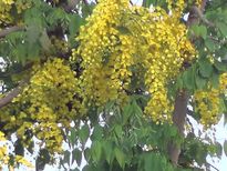 കൊന്നയുടെ ഔഷധ ഗുണങ്ങള്‍ അറിയാമോ?