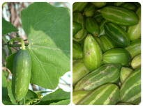 കോവയ്ക്ക പ്രകൃതി നല്‍കുന്ന ഇന്‍സുലിന്‍..