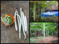  പടവലങ്ങ പോലെ മെലിയാം...