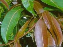 മാമ്പഴത്തേക്കാള്‍ ഗുണം മാവിലയ്ക്ക്