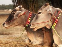 പശുവിന്‍ നെയ്യിന്റെ ആരോഗ്യഗുണങ്ങള്‍
