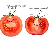 തക്കാളിയിലെ ഈവ്യത്യാസം ശ്രദ്ധിച്ചില്ലെങ്കിൽ അപകടം