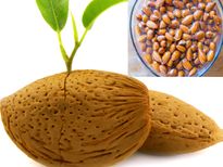 ബദാം മുളപ്പിച്ചു വേണം കഴിയ്‌ക്കാന്‍, കാരണം.....