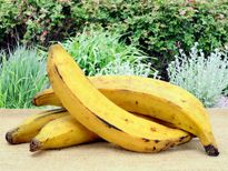 നേന്ത്രപ്പഴം അധികം കഴിച്ചാല്‍ രോഗിയാവാം