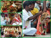  ഇങ്ങനെയും വിവാഹങ്ങളുണ്ട്, ചിത്രങ്ങള്‍ നുണപറയില്ല