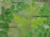 5 തരം ക്യാന്‍സറിനെ ചെറുക്കും ഈ അത്ഭുത ചെടി