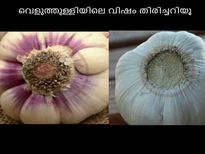 ചൈനക്കാരന്‍ വെളുത്തുള്ളി, വിഷം, തിരിച്ചറിയൂ, 