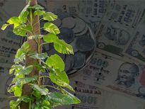 ധനാകര്‍ഷണ രഹസ്യം ഈ ചെടിയില്‍