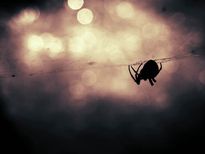 വീട്ടില്‍ നിന്നും ചിലന്തി പോകാന്‍ വിനാഗിരി