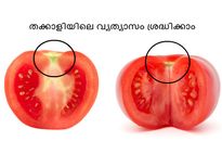ഒരാളെ കൊല്ലാന്‍ ഈ തക്കാളി മതി