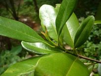 പല്ലിലെ കറയും കേടും മാറ്റും സര്‍വ്വസുഗന്ധി