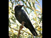 യാത്രക്കിറങ്ങുമ്പോള്‍ മരത്തില്‍ കാക്കയെ കണ്ടാല്‍