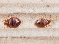 മൂട്ടയെ തുരത്താം അഞ്ച് മിനിട്ടില്‍