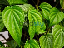 വെറ്റില മതി നെഗറ്റീവ് എനര്‍ജി ഒഴിവാക്കാന്‍...