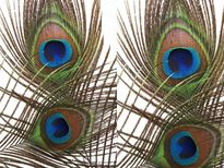 ശനി മാറാനും പണം വരാനും മയില്‍പ്പീലി