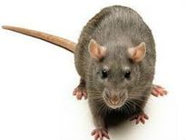 എലികളെ തുരത്താനുള്ള പൊടിക്കൈകള്‍