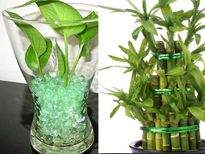 പണമൊഴുകാന്‍ ലക്കിബാംബൂ, മണിപ്ലാന്റ് ഇങ്ങനെ