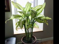 ഈ ചെടി വളര്‍ത്തുന്നവര്‍ക്ക് മരണത്തിന് മിനുട്ടുകള്‍