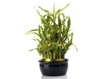 പണം വരാന്‍ ലക്കി ബാംബൂ വഴികള്‍