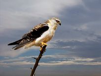 നിങ്ങളുടെ രാശി ചിഹ്നങ്ങൾക്ക് അനുസൃതമായ വളർത്തുമൃഗങ്ങളെ കണ്ടെത്താം