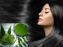 ആയുര്‍വേദം,ആര്യവേപ്പില പ്രയോഗം, ഒറ്റമുടി കൊഴിയില്ല