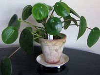 വാസ്തുപ്രകാരം വീട്ടില്‍ ഇവയുടെ സ്ഥാനം ഇതാണ്