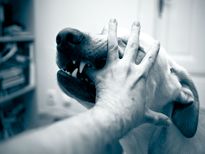 പേവിഷബാധ, പേവിഷബാധ, താമസംകൂടാതെന്നെ ചികിത്സ 