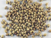 കൊളസ്‌ട്രോള്‍ കുറയ്ക്കാന്‍ ഒരുപിടി മുഴുവന്‍ മല്ലി