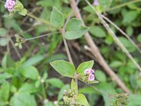 കര്‍ക്കിടകമാസം തഴുതാമ കഴിക്കാം, ആയുസ്സ് കൂട്ടാം