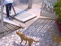  ഒരുകള്ളനൊരിക്കലും ഇങ്ങനെ മണ്ടനാവരുത്, വീഡിയോ