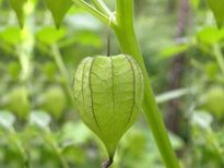 ഞൊട്ടാഞൊടിയനിലുള്ള നാട്ടുവൈദ്യം ചില്ലറയല്ല