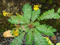 രോഗശാന്തിയ്ക്ക് തൊടിയിലെ മുക്കുററി മതി