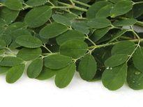 മുരിങ്ങയില ഉണക്കി വെള്ളം തിളപ്പിച്ചു കുടിയ്ക്കൂ