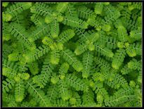 കീഴാര്‍ നെല്ലി ആയുസിന്റെ മരുന്നാണ്, കാരണം