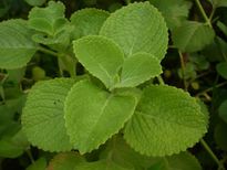 ആയുസ്സിന്റെ ഒരു തുള്ളി പനിക്കൂര്‍ക്കയിലുണ്ട്