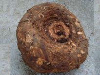 ഇനി ചേന ചൊറിയില്ല, പുളിവെള്ളം മതി