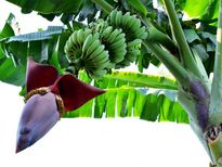 പാളയംകോടന്‍ വാഴപ്പൂ മതി ഹൃദയബ്ലോക്ക് തടയാന്‍