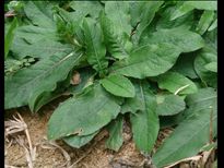 നിലംപറ്റി വളരും ആനച്ചുവടി വല്യ മരുന്നാണ്...