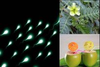 ബീജം കൂടാന്‍  21ദിവസം കരിക്കു,ഞെരിഞ്ഞില്‍ പ്രയോഗം