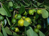 പേരയിലയും ജീരകവും പ്രമേഹം നോര്‍മലാക്കാന്‍