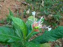 കൂടിയരക്തസമ്മര്‍ദ്ദത്തിനുള്ള ഔഷധംസര്‍പ്പഗന്ധിയില്‍