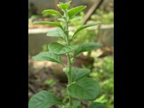 കിഡ്‌നി സ്‌റ്റോണ്‍ പരിഹരിക്കാന്‍ നെയ്യിലിട്ട ചെറൂള