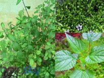 തൈറോയ്ഡിനു പരിഹാരം ഈ ഇലക്കൂട്ടില്‍