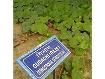 ഈ പടരും വള്ളി പ്രമേഹത്തിനു മരുന്നാണ്